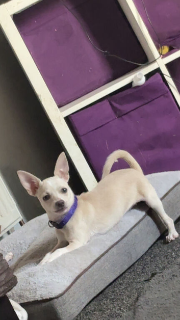 Female chihuahua