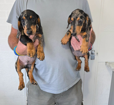 Four beautiful dachshund puppies