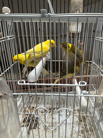 Dimorphic canary&rsquo;s for sale