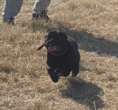 Frenchie cross British bulldog