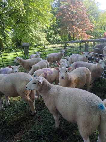 Lleyn Purebred Ram Lambs 12 Weeks Old