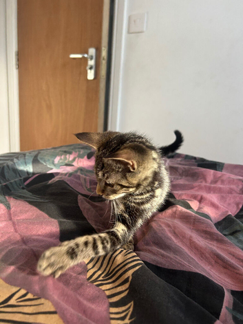 Female tabby kitten