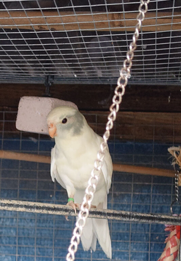 Three Kakariki siblings