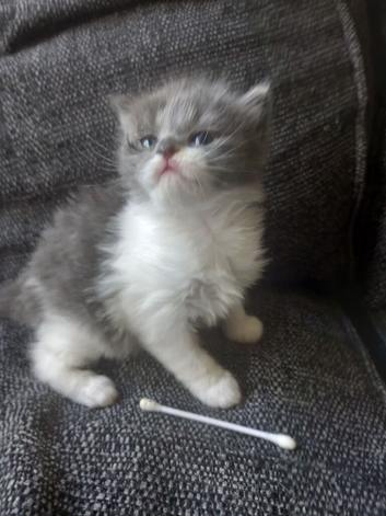 Long haired kitten baby girl