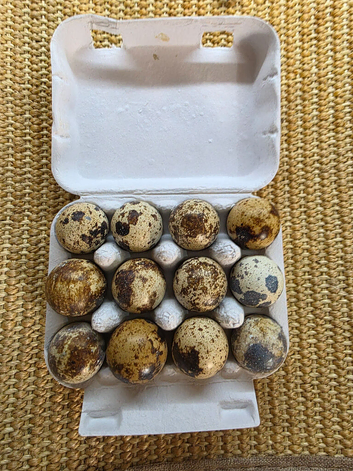Jumbo Coturnix Quail hatching eggs