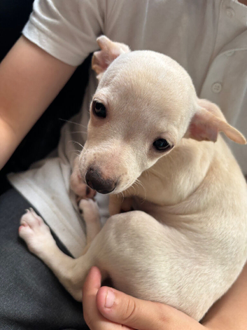 Chihuahua whippet cross