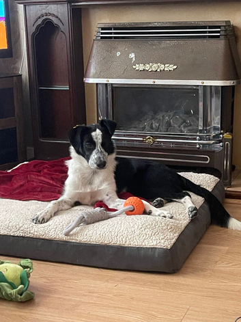 Rehome