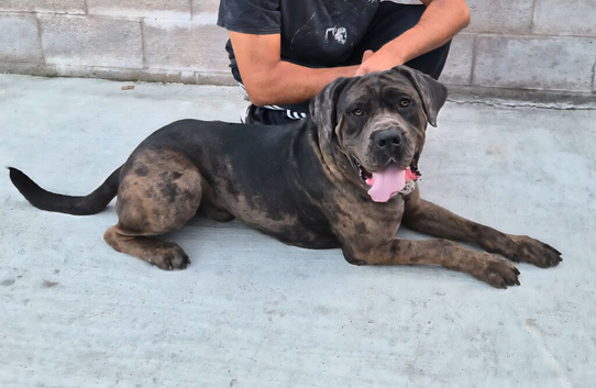 Cane Corso Bandog Mastiff Male For Sale