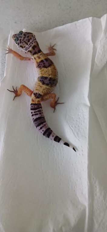 2026 hypo tangrine leopard geckos