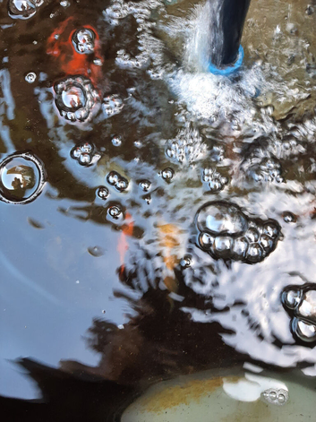 Goldfish outdoor beautiful colours Large sizes 8 in total all healthy