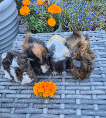 Beautiful Baby Guinea Pig Sows