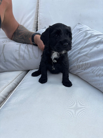 Cavalier spaniel x Kerry blue