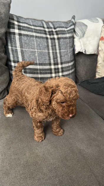 Dark apricot toy poodle kc registered