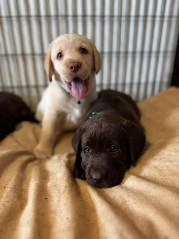 Labrador puppies