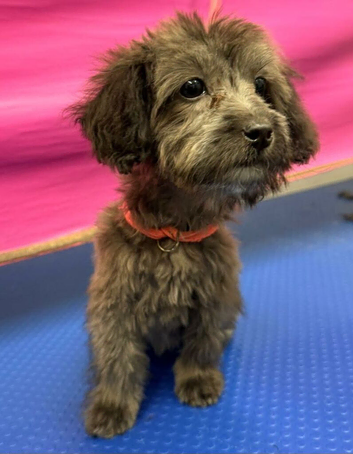 Gorgeous Cockapoo for sale!