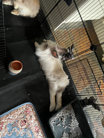 Lionhead/giant lop