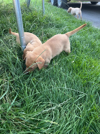 Labrador puppies