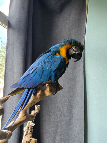 Blue and Gold Macaw