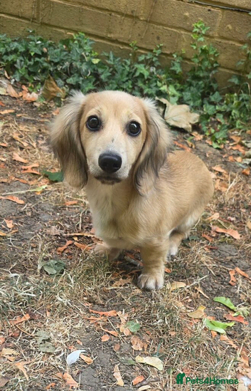 REHOME cream longhaired miniature dachshund puppy