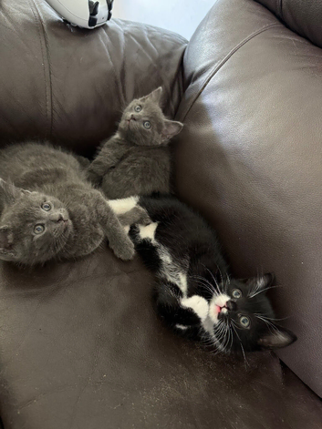 Kittens &pound;250 each