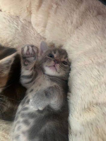 Kittens
