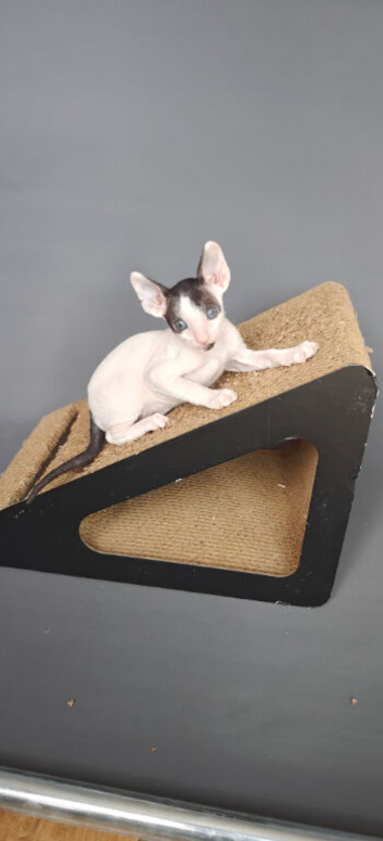 Cornish Rex Kittens Available for Reservation