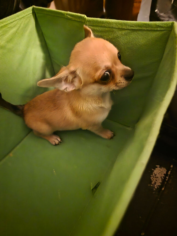Quality KC Registered puppies