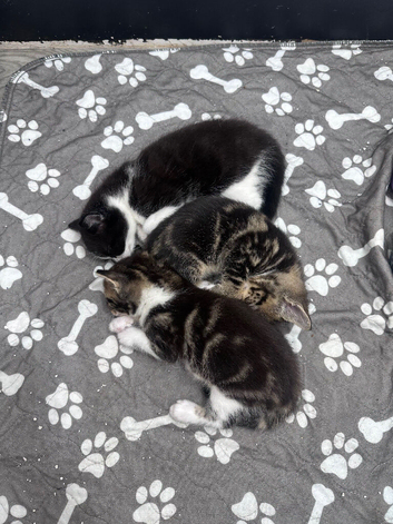 Adorable kittens looking for forever homes