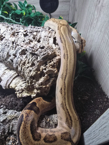 Female Fire motley boa for sale!!