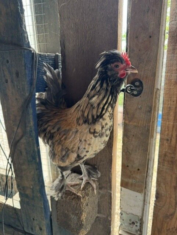 Roosters in need of re-homing - Free to good homes!