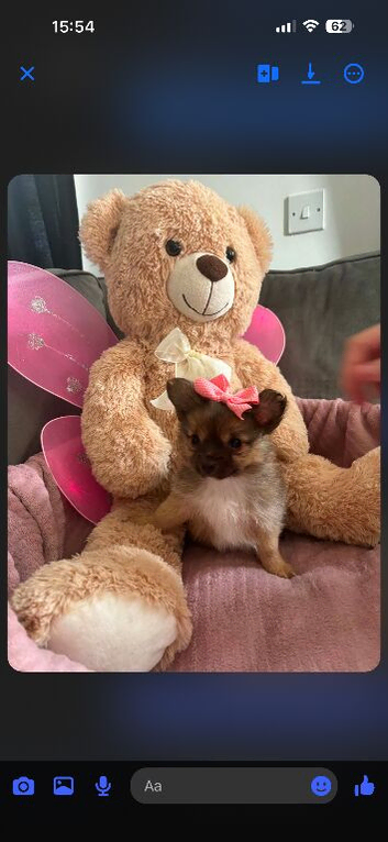 NOW REDUCED  Beautiful Tcup teddy faced Pomeranian puppies