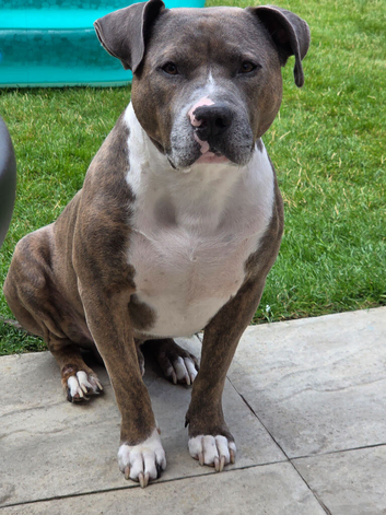 mastiff x Stud Available - Derrick