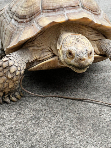 True ivory sulcata