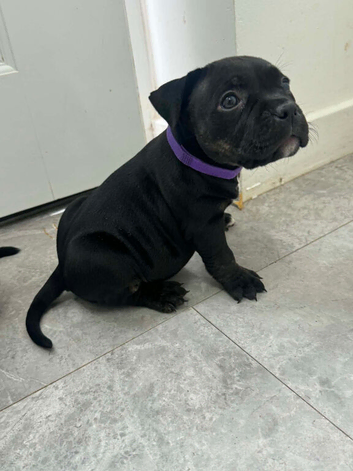 Last 2 girl ****Pocket bully puppies ready to leave now****