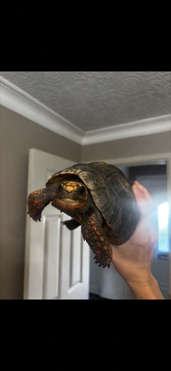 Redfoot tortoise