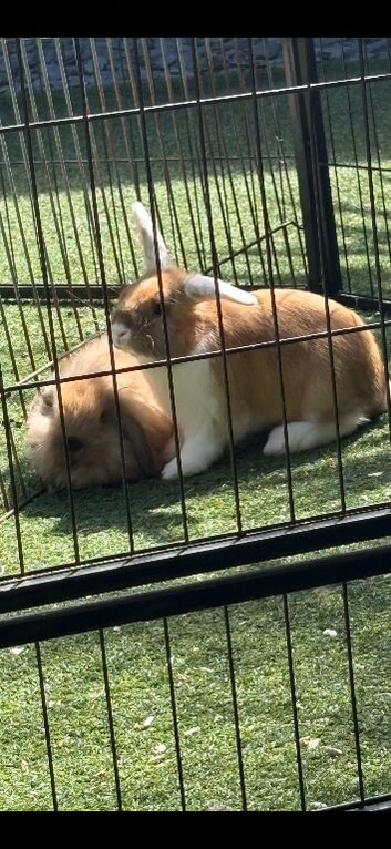 Selection of young rabbits