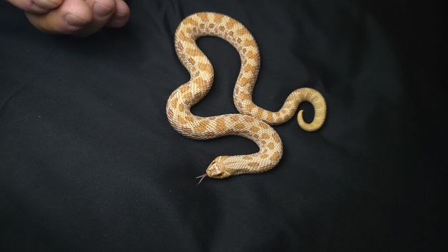 Western Hognose (Albino)