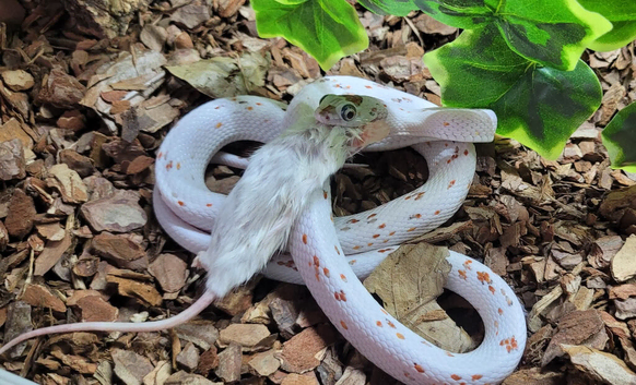 CB24 Palmetto Corn Snakes