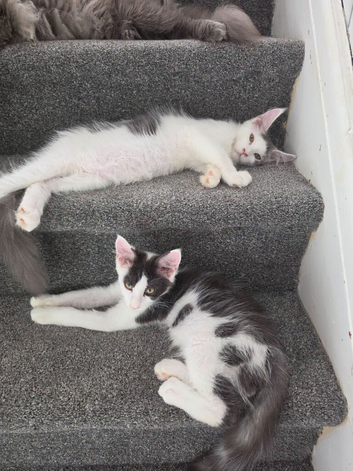 TICA REGISTERED STUNNING KITTENS