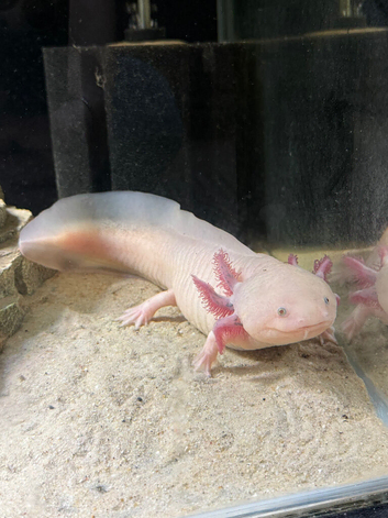 Axolotl female
