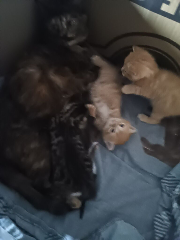 Kittens