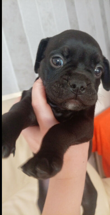 Beautiful 8 week old male French bulldog pup