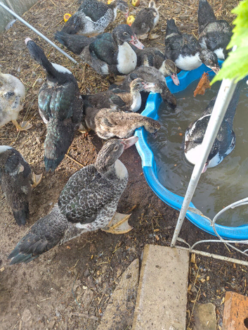 Mascovey Ducks