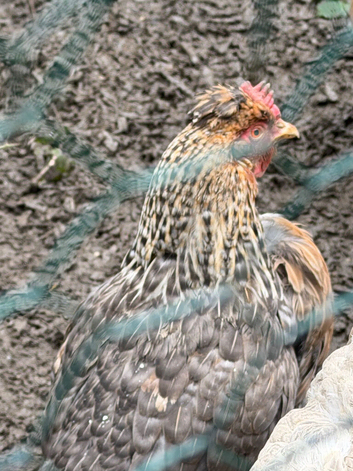 4 cream legbar hens
