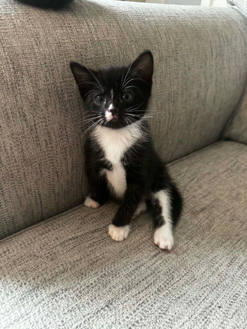 Kitten looking for loving home