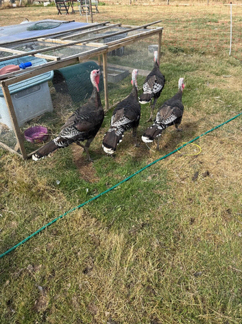 Turkeys (POL)