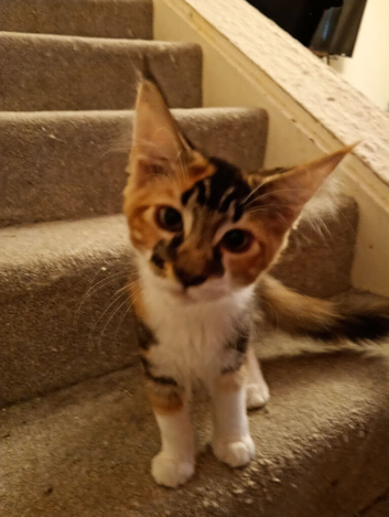 Maine Coon Kittens