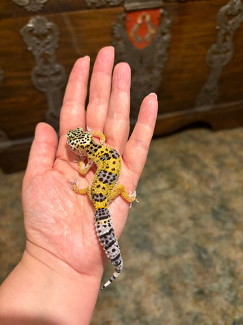 Leopard gecko babies