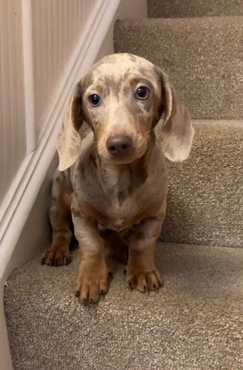 Isabella and cream dapple miniature dachshund