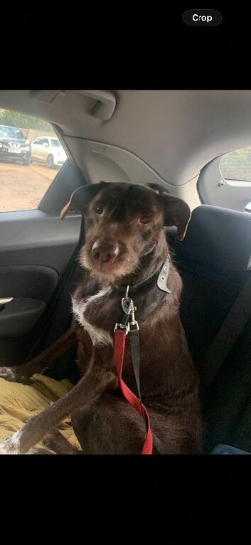 Bulgarian Dog for Sale SG4